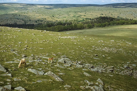 ENG: South West Region, Devon, Dartmoor National Park, Dartmoor's Western Edge, Sheepstor, Horses grazing beneath Sheepstor [Ask for #106.042.]