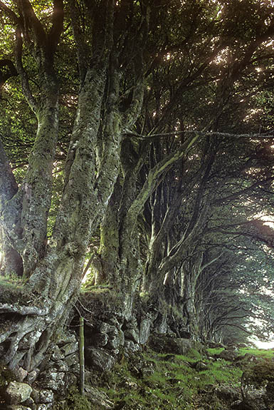 ENG: South West Region, Devon, Dartmoor National Park, Central Dartmoor, Postbridge, Overgrown beech hedgerow on Chittaford Down [Ask for #157.077.]