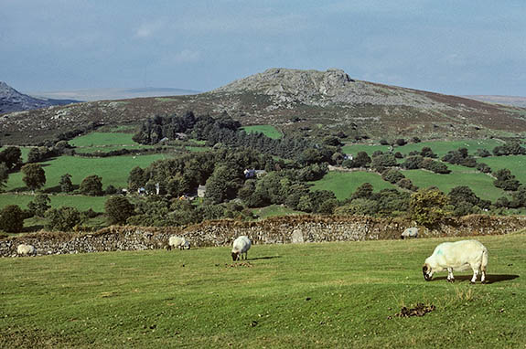 ENG: South West Region, Devon, Dartmoor National Park, Dartmoor's Western Edge, Sheepstor, Sheep grazing on fields in front of Sheeps Tor. [Ask for #157.087.]
