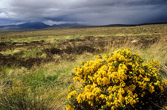 SCO: Highland Region, Sutherland District, Central Moors, Altnaharra, Storm crossing the boggy moorlands of central Sutherland; gorse in spring bloom [Ask for #246.887.]