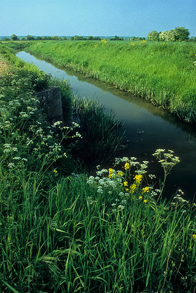 ENG: South East Region, Kent, Romney Marsh, Appledore, Flowers bloom along the Royal Military Canal a mile south of the village. [Ask for #256.462.]