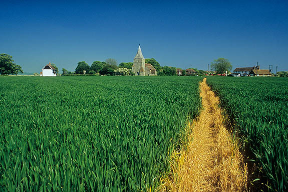 ENG: South East Region, Kent, Romney Marsh, Romney Marsh's Interior, St. Mary-in-Marsh, Footpath through field leads to the village church. [Ask for #256.520.]