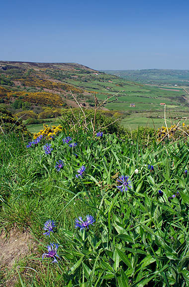 ENG: Yorkshire & Humberside Region, North Yorkshire, North Yorkshire Coast, Sea Cliffs, Ravenscar, Spring wildflowers frame a view of Robin Hoods Bay [Ask for #270.129.]