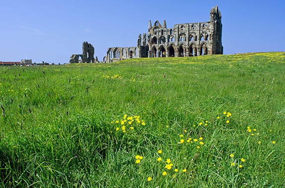 ENG: Yorkshire & Humberside Region, North Yorkshire, North Yorkshire Coast, Whitby, Whitby Abbey (EH), 11th c. monastery, viewed over meadow [Ask for #270.136.]